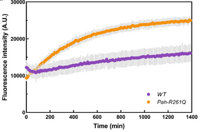 Oxidative stress and amyloid formation contributes to phenylketonuria disease