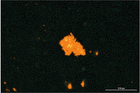 Amytracker aids in designing small molecules to inhibit aggregation of α-synuclein