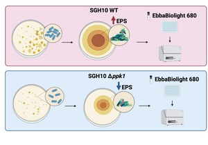 The role of polyP in biofilm formation of hypervirulent Klebsiella pneumoniae