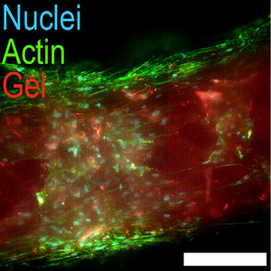 Modular protein hydrogels for flexible applications