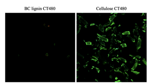 A sustainable solution for transforming food waste into high-value hydrogels