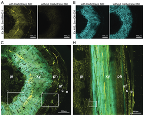 Carbotrace for differentiation between lignin and cellulose in renewable resources