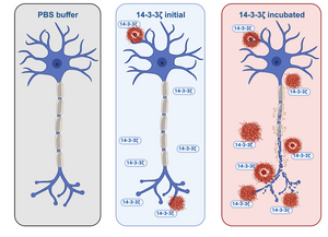 Uncovering a new link to amyloid formation in neurodegenerative diseases