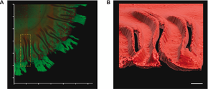 Real-time insights into curli and cellulose dynamics in UPEC